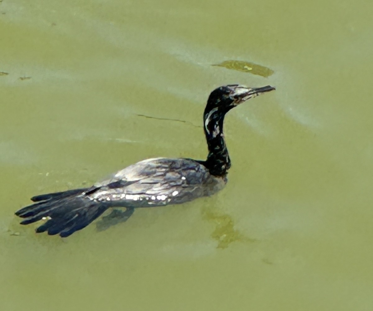 eBird Checklist - 23 Jun 2024 - White Rock Lake & Old Fish Hatchery ...