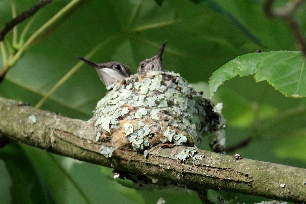 Maryland-dc Breeding Bird Atlas Checklist - 23 Jun 2024 - Aberdeen Se 