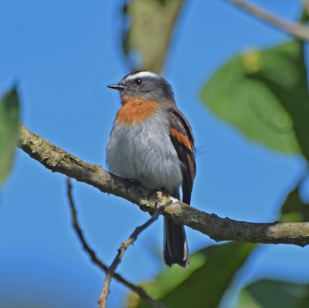 Rufous-breasted Chat-Tyrant - ML62076311