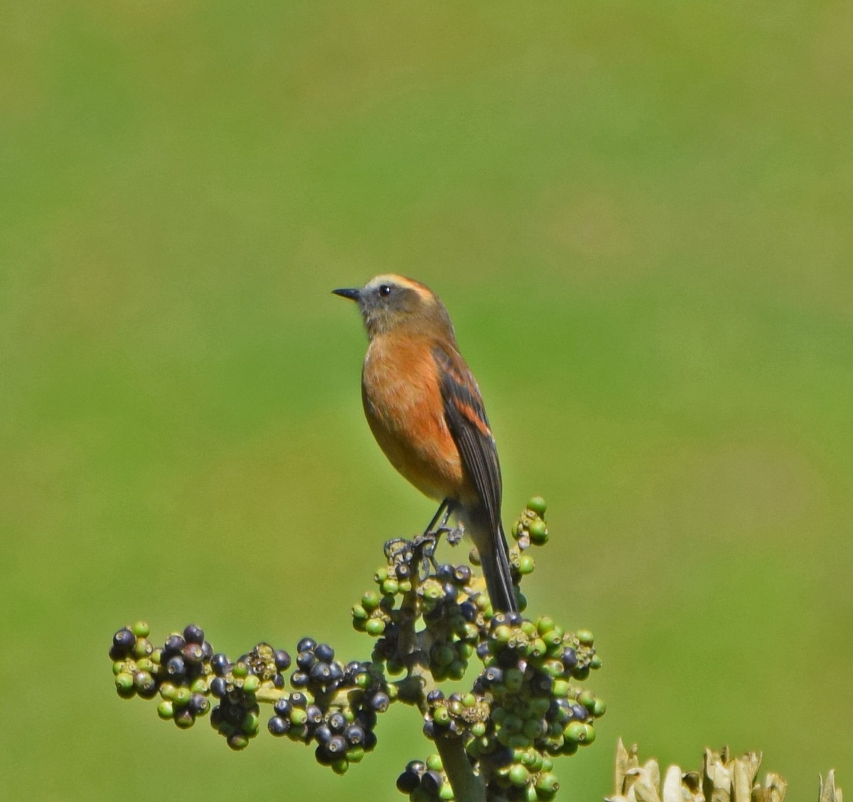 Brown-backed Chat-Tyrant - ML62076651