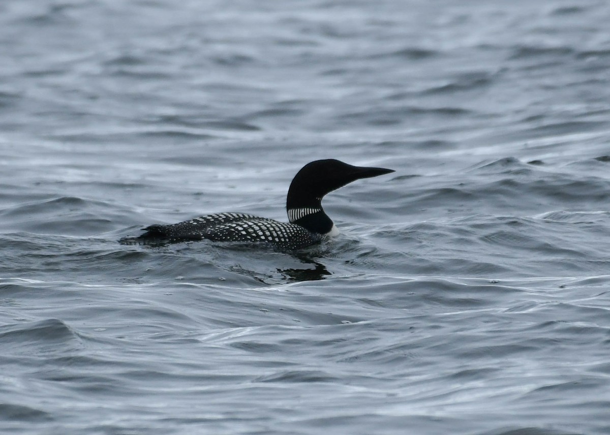 eBird Checklist - 18 Jun 2024 - Lake Osakis--Osakis Boat Launch - 22 ...