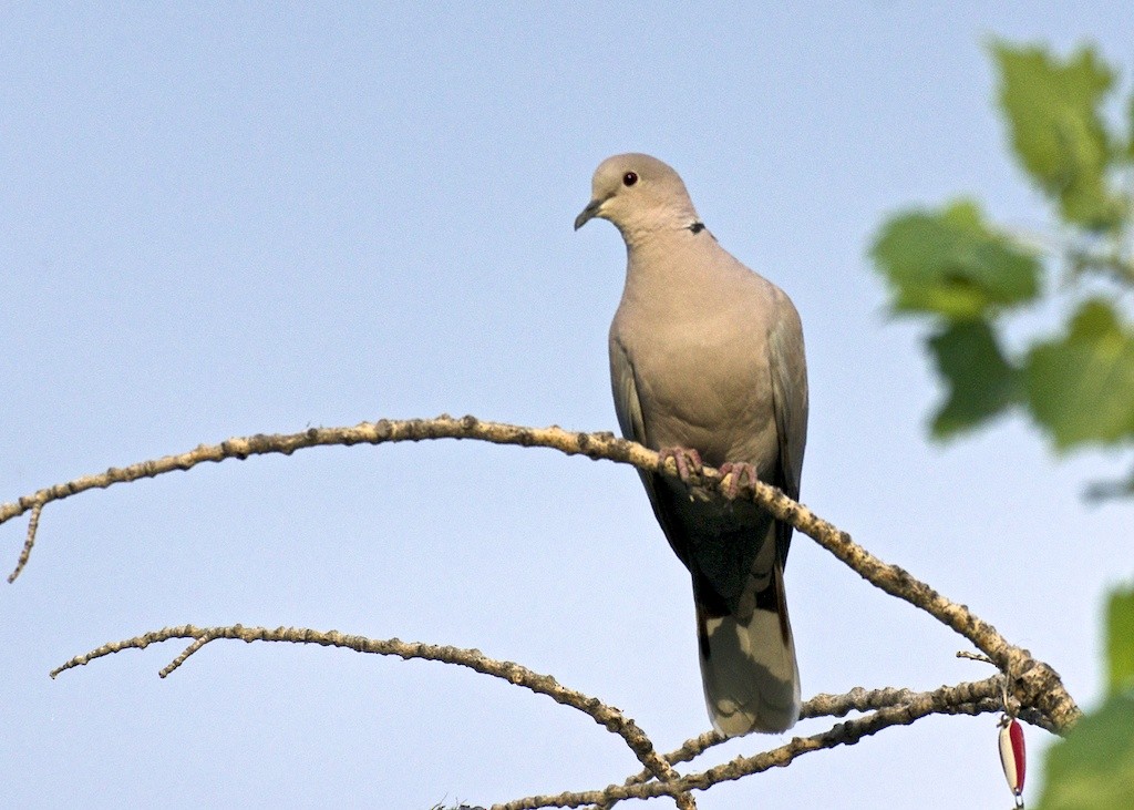 Eurasian Collared-Dove - ML62077651