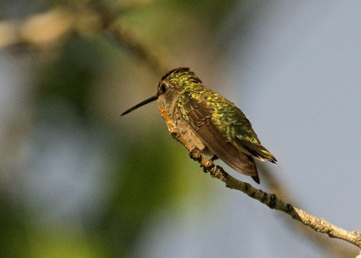 Black-chinned Hummingbird - ML62077991