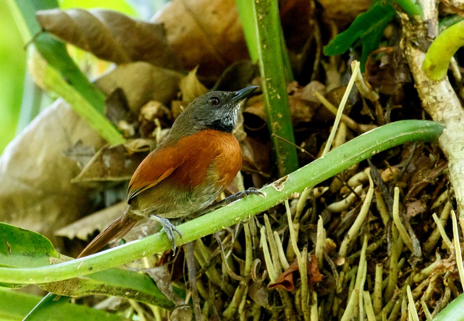 Rufous-breasted Spinetail - Rolando Chávez
