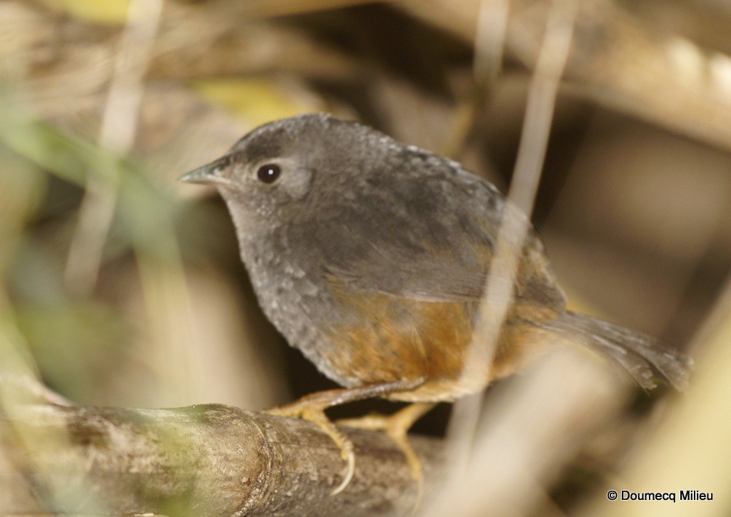 Ochre-flanked Tapaculo - ML62078191
