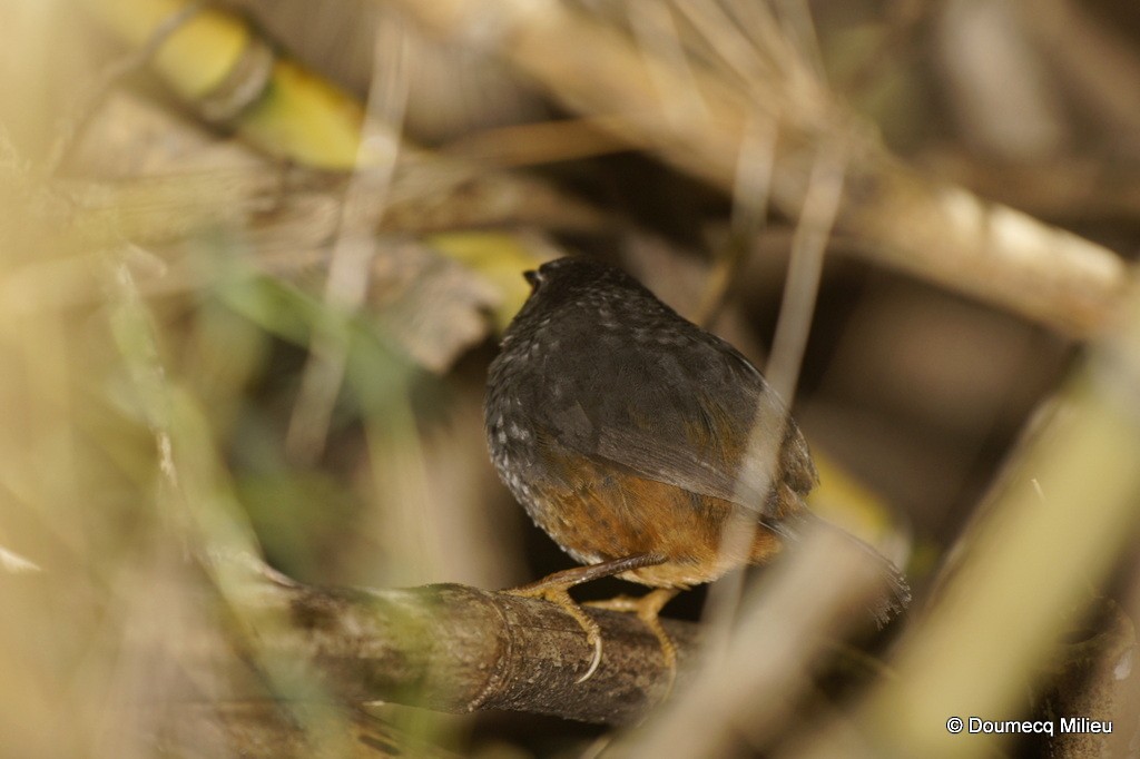 Ochre-flanked Tapaculo - ML62078231