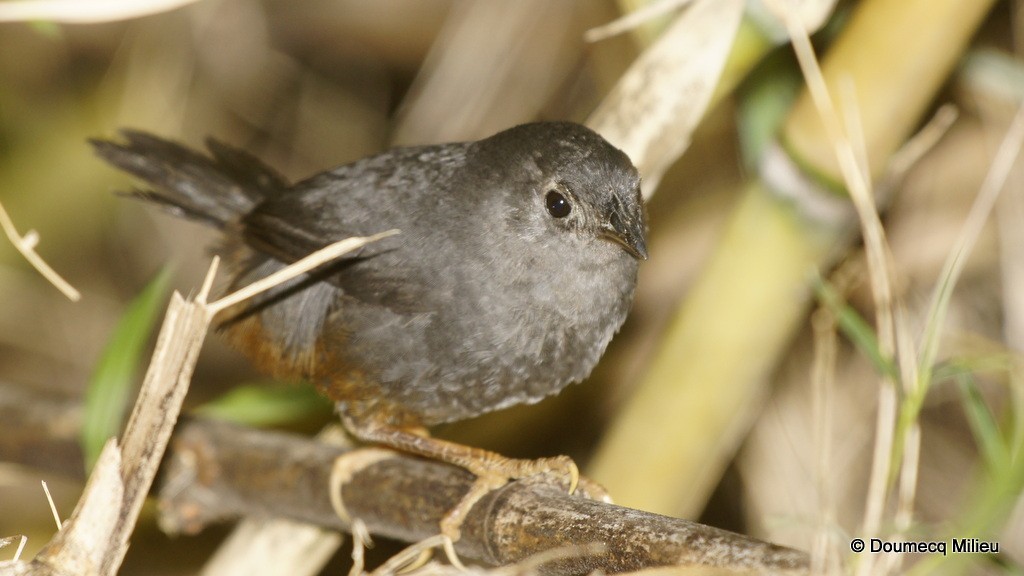 Ochre-flanked Tapaculo - ML62078371