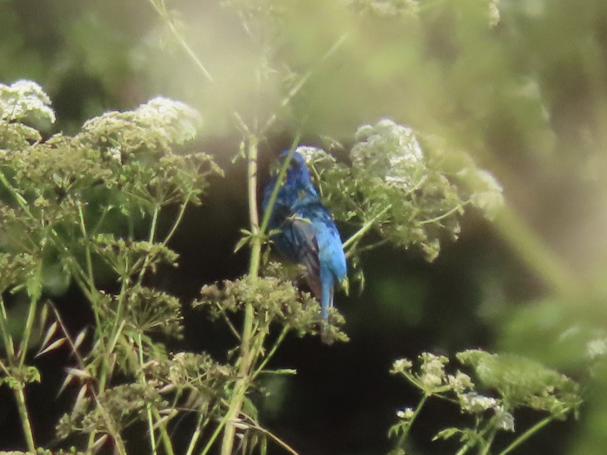 eBird Checklist - 24 Jun 2024 - Palo Corona RP--Front Ranch Unit - 21 ...