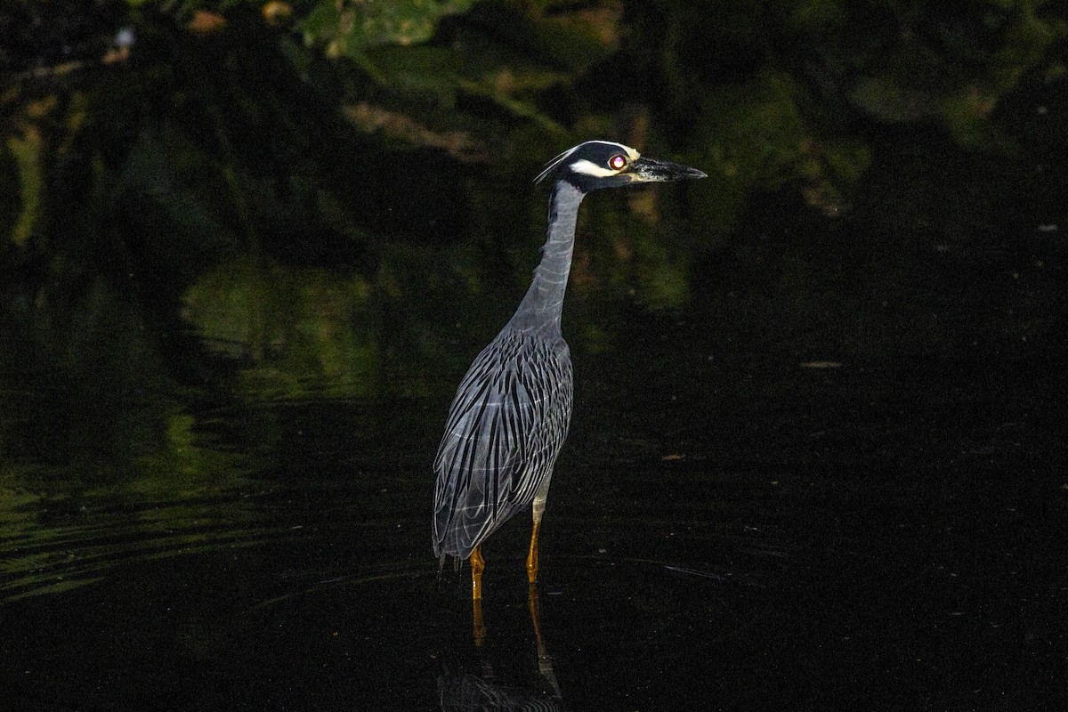 eBird Checklist - 24 Jun 2024 - Bryan Park - 9 species