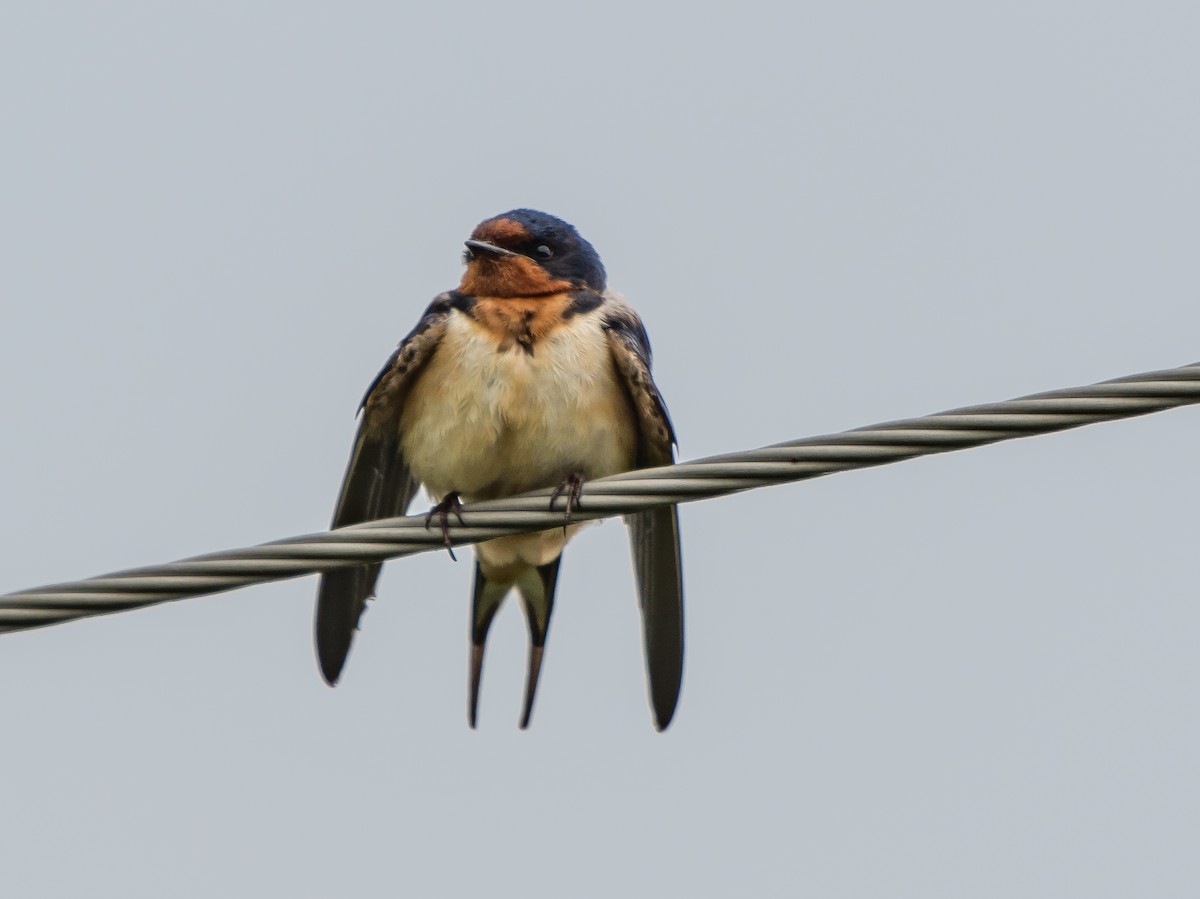 Barn Swallow - ML62081651