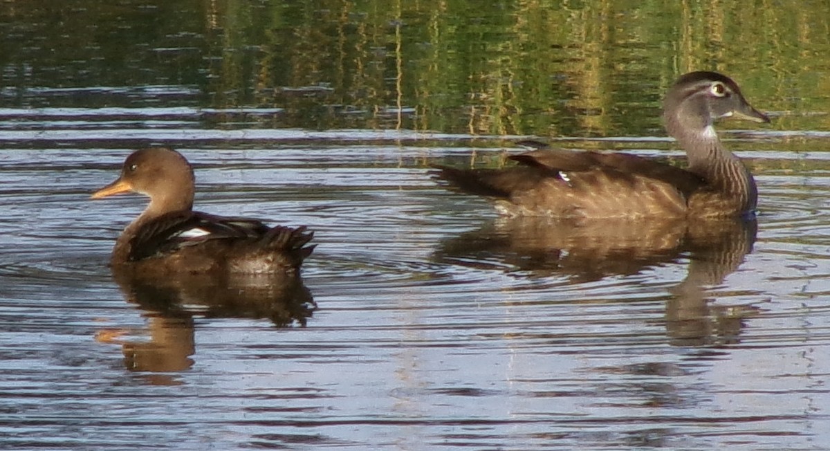 eBird Checklist - 25 Jun 2024 - Frank Lyne's Farm (Private) stakeout ...