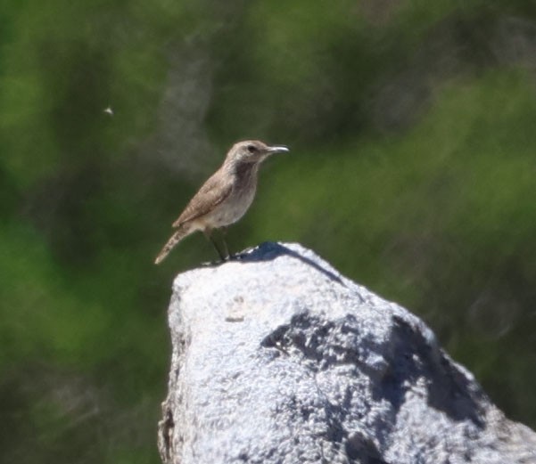 eBird Checklist 22 Jun 2024 Hwy 395 Mono Lake overlook 2 species