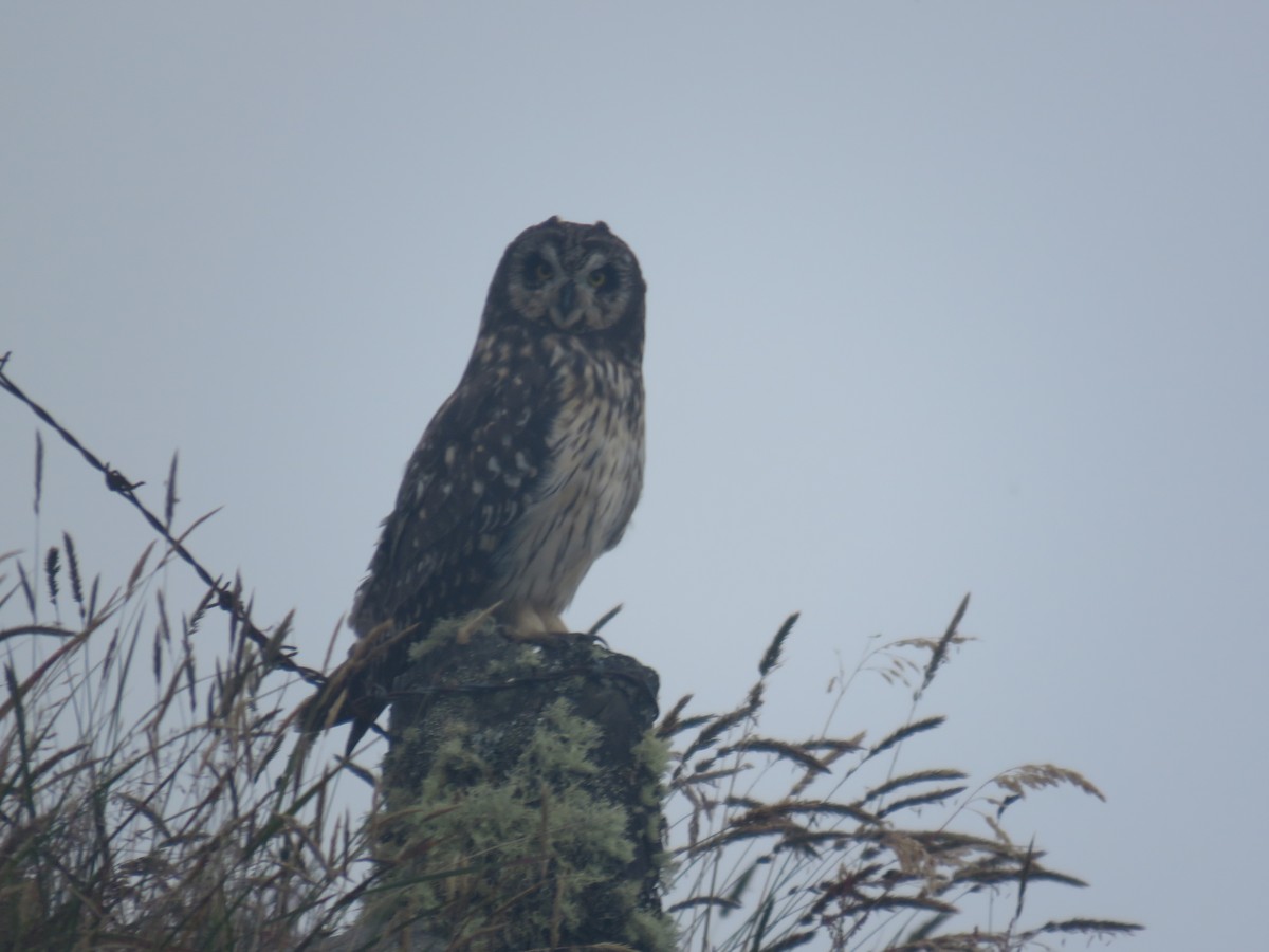 Short-eared Owl - ML62083291