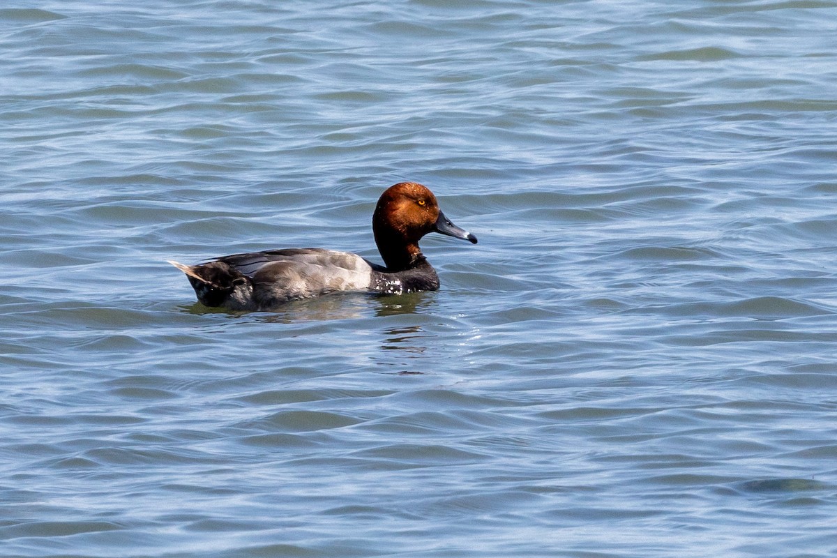 eBird Checklist 25 Jun 2024 BaieduFebvre (station d'épuration