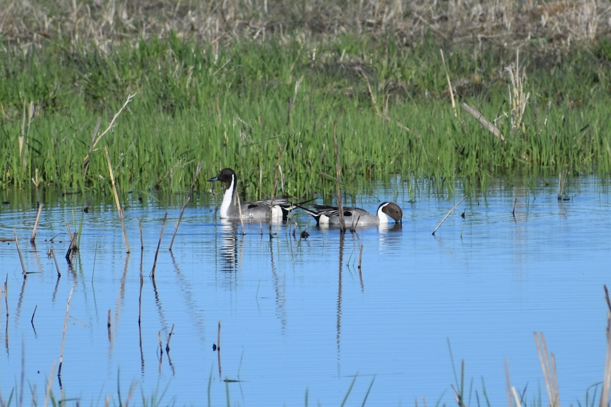 eBird Checklist - 5 May 2024 - Big Stone County Rd 21 - 6 species