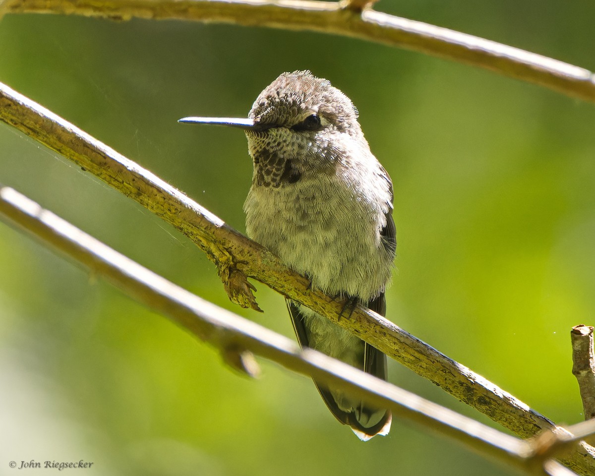 Ebird checklist 25 jun 2024 theler wetlands 45 species