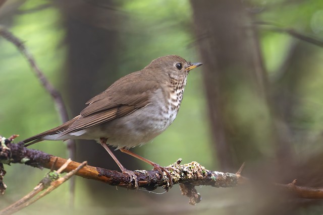 Bicknell's Thrush