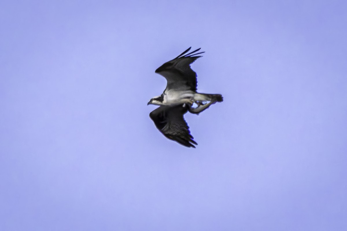 eBird Checklist 22 Jun 2024 Mono Lake County Park 21 species