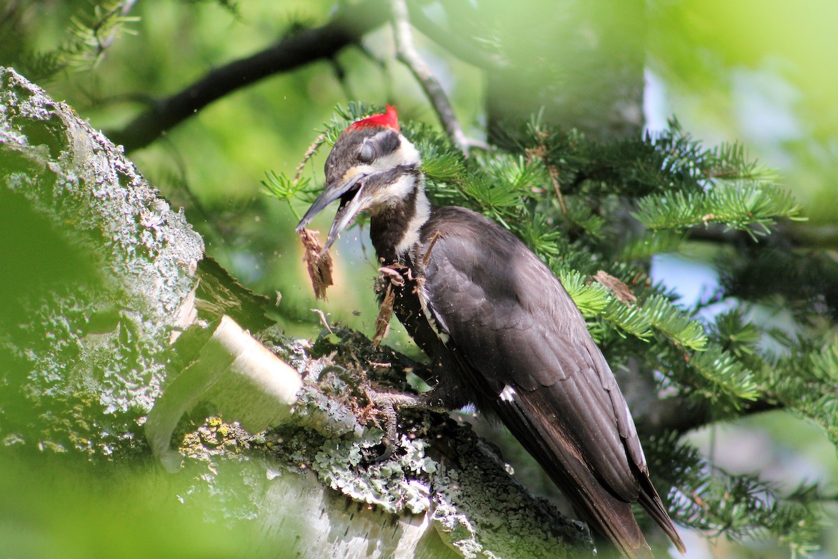 Pileated Woodpecker - Amy Lyyski