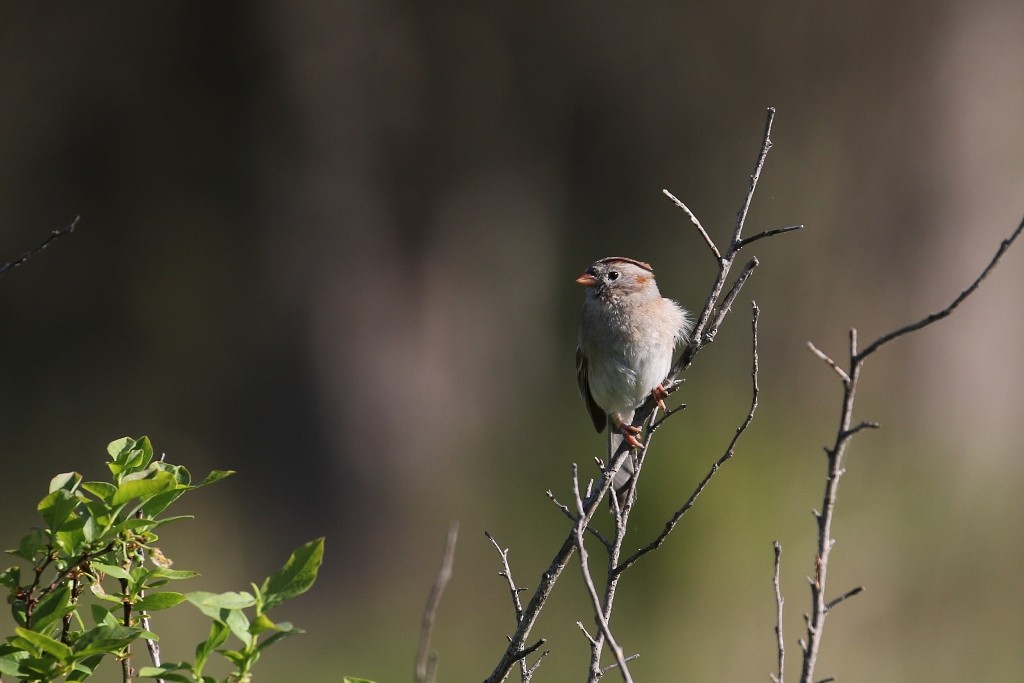 Field Sparrow - Maurice Raymond