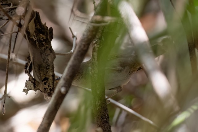 Cozumel Wren