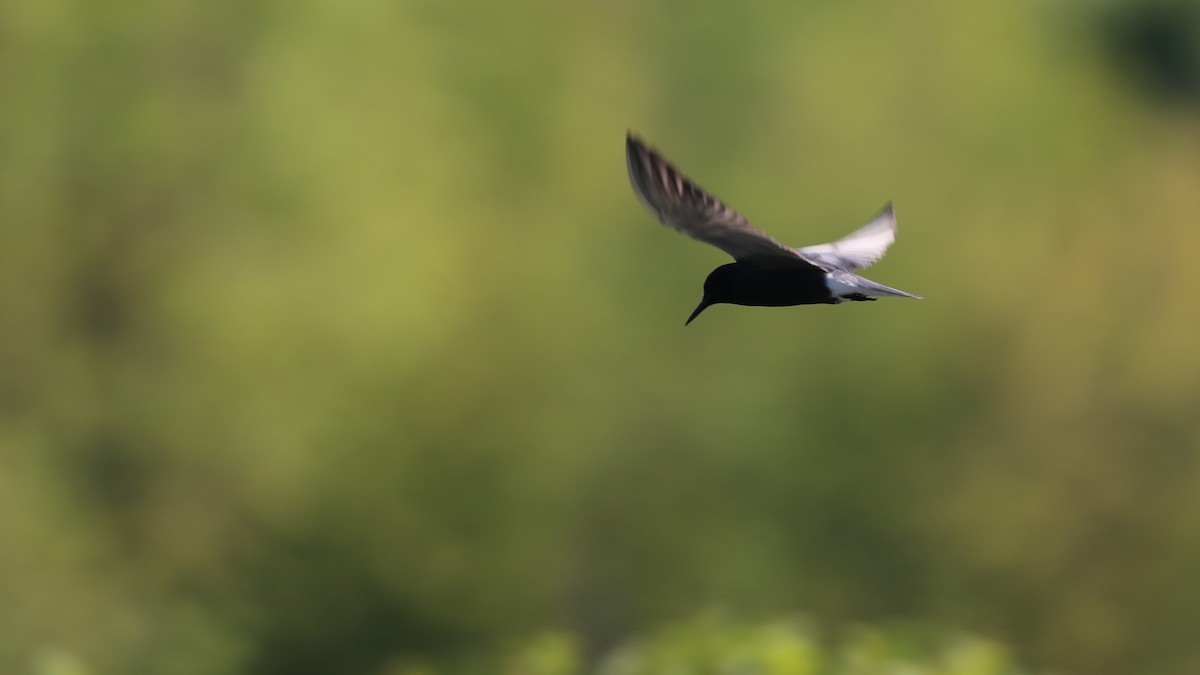 Black Tern - ML62086651
