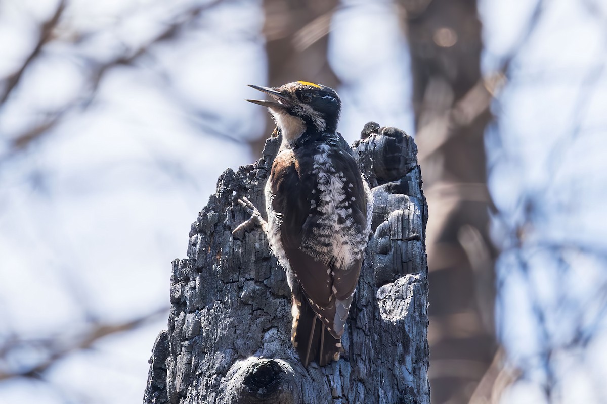 eBird Checklist - 20 Jun 2024 - Flathead National Forest, Martin City ...