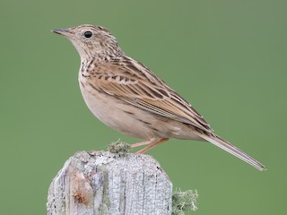  - Hellmayr's Pipit