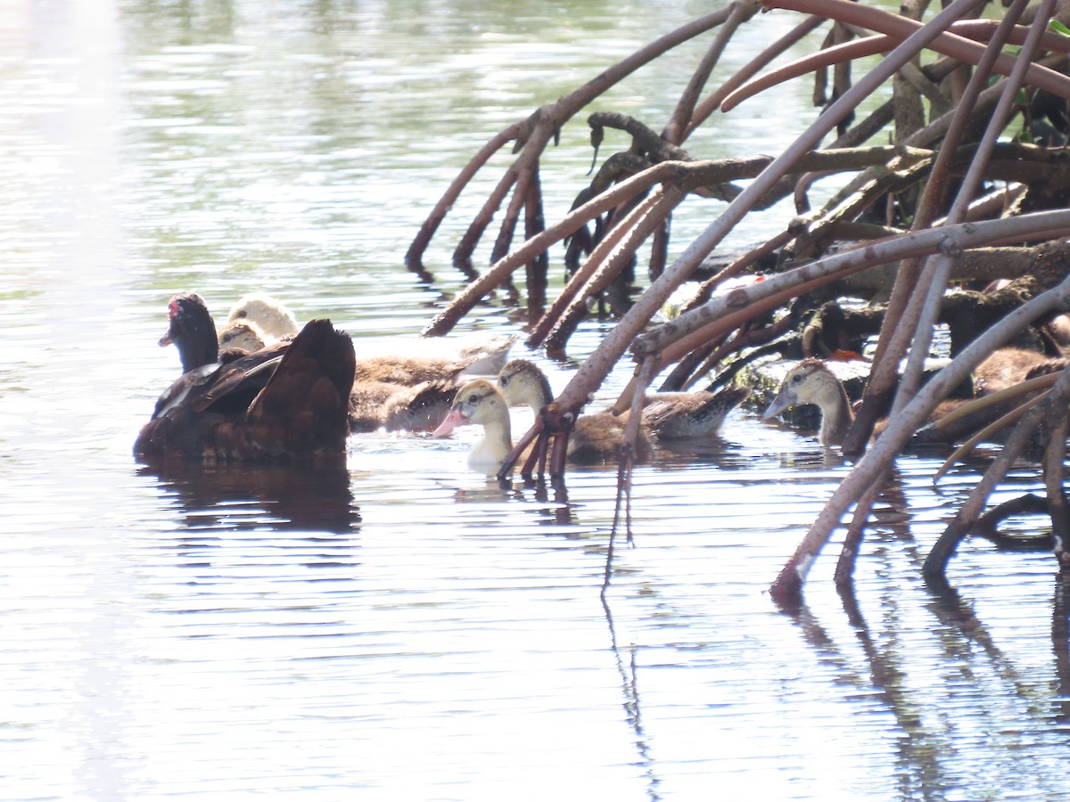 eBird Checklist 26 Jun 2024 Matheson Hammock Park East of Red