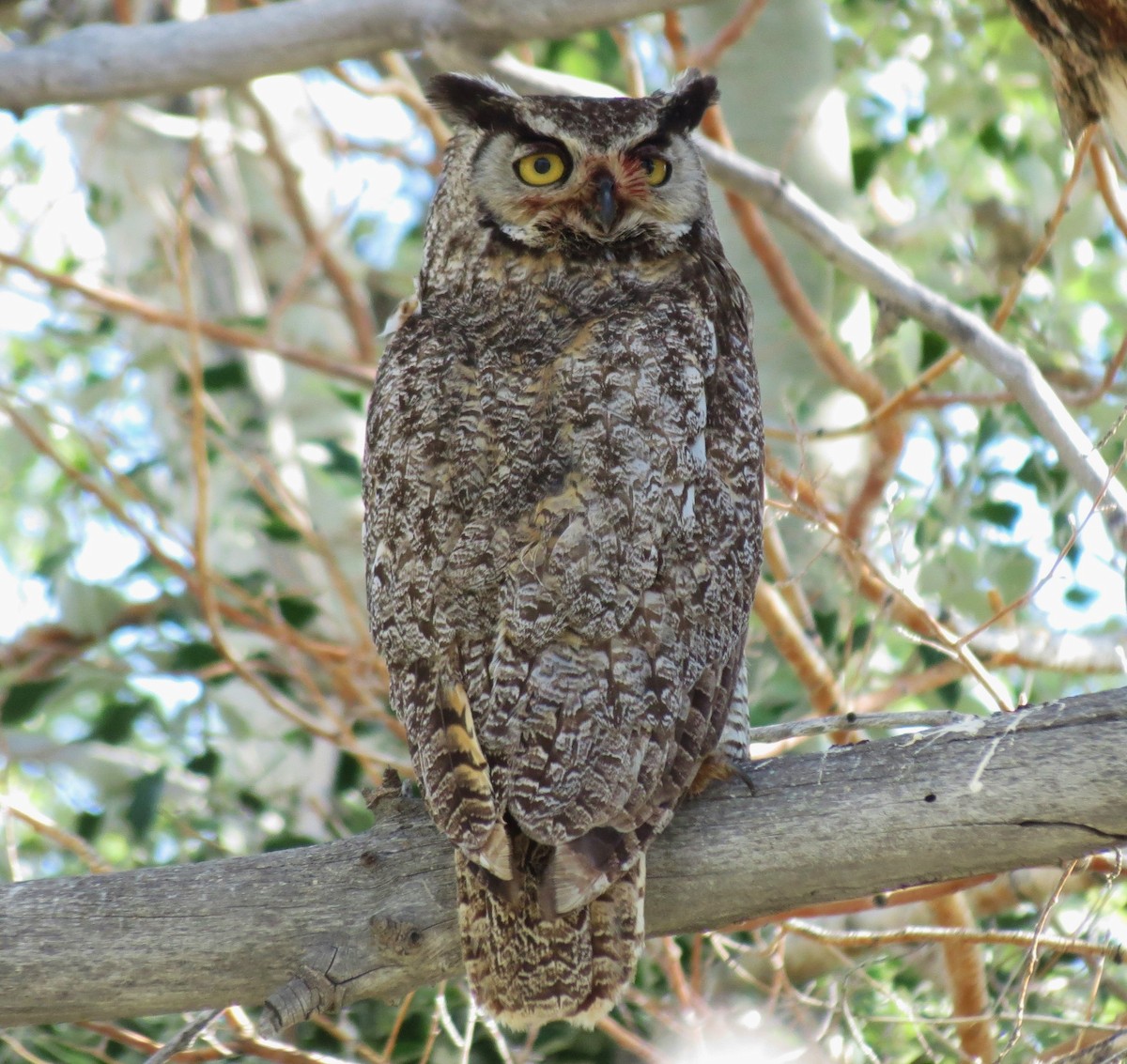 Great Horned Owl - ML62088211