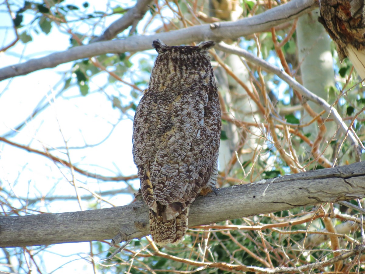 Great Horned Owl - ML62088221
