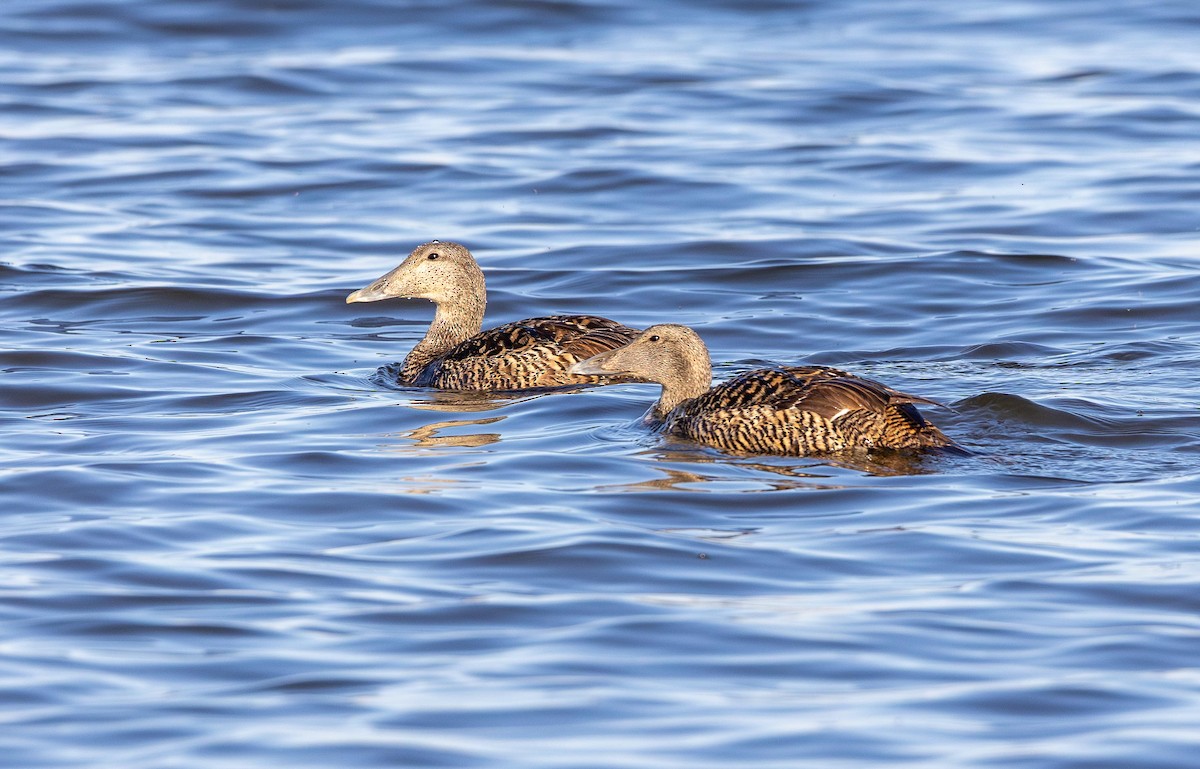 eBird Checklist - 27 Jun 2024 - 14-12 Ручейная улица, Санкт-Петербург ...