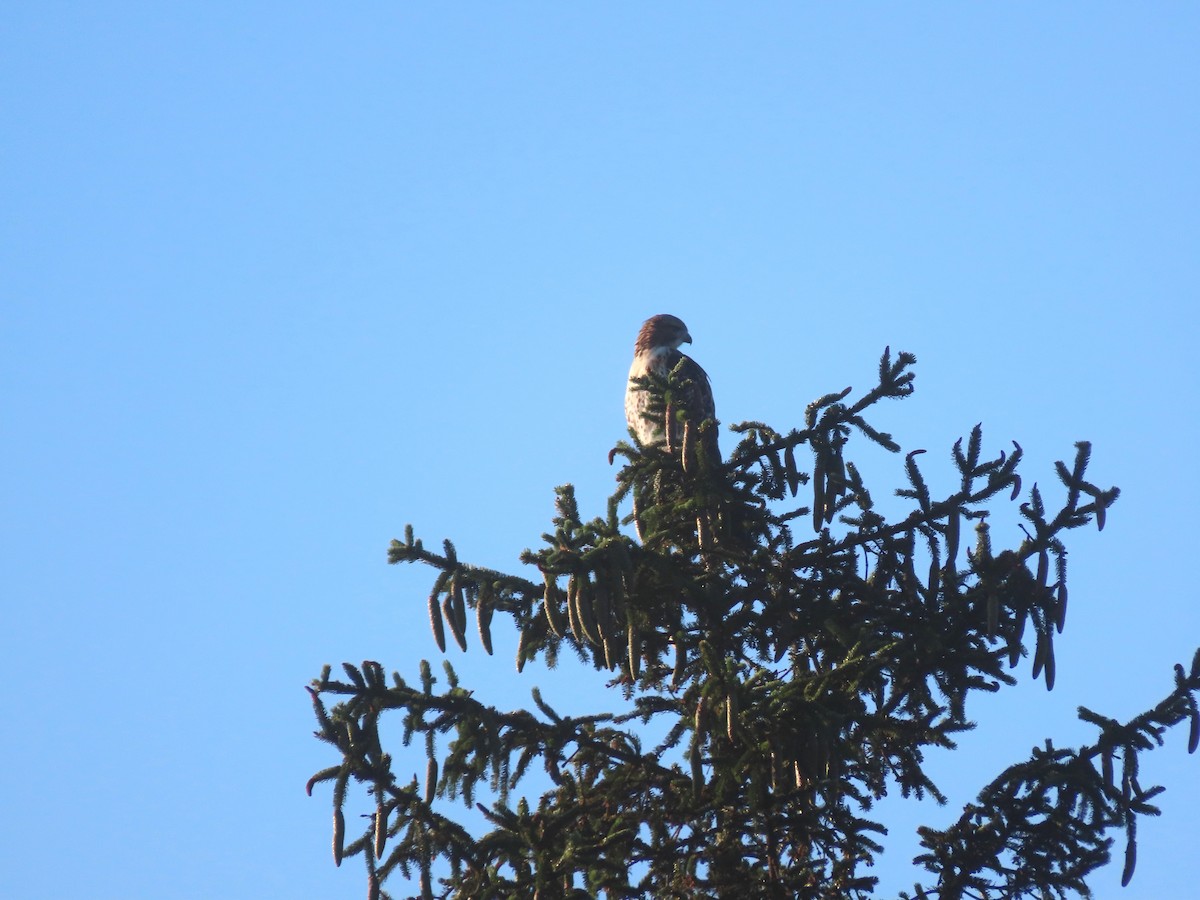 Ebird Checklist - 27 Jun 2024 - Kmsfiba Rs16 Pc465 - 18 Species