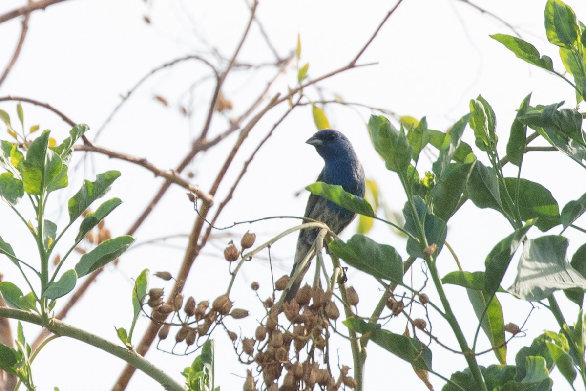 eBird Checklist 27 Jun 2024 Higley and Ocotillo Rds. ponds 39