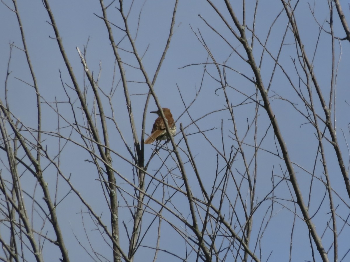 Ebird Checklist - 27 Jun 2024 - Sharon Mills Co. Park--north - 12 