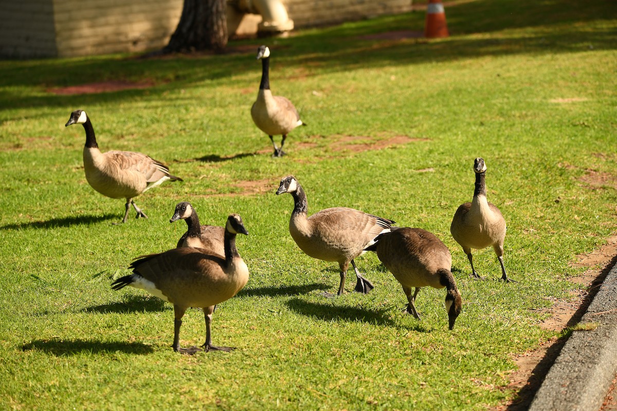 eBird Checklist - 27 Jun 2024 - Craig Regional Park, Fullerton - 47 species