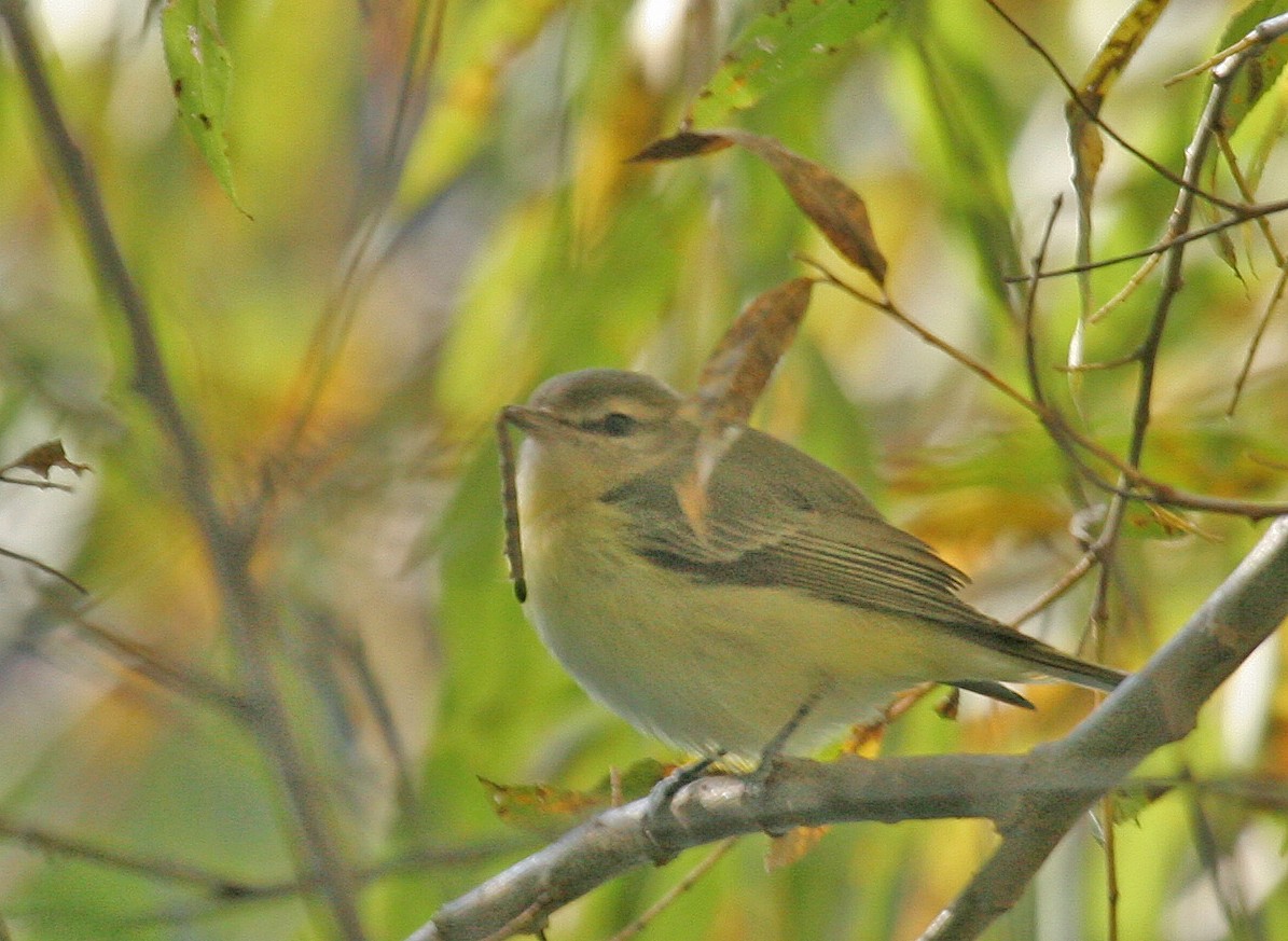 Ebird Checklist Oct Pena Blanca Lake Species