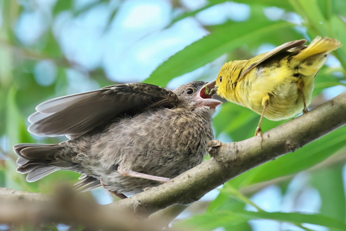 Ebird Checklist Jun Oakville Bronte Beach Park Species