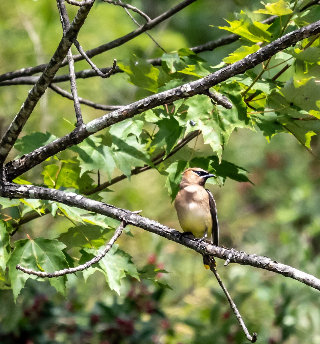 Pennsylvania Bird Atlas Checklist - 27 Jun 2024 - SGL 185 Route 580 ...