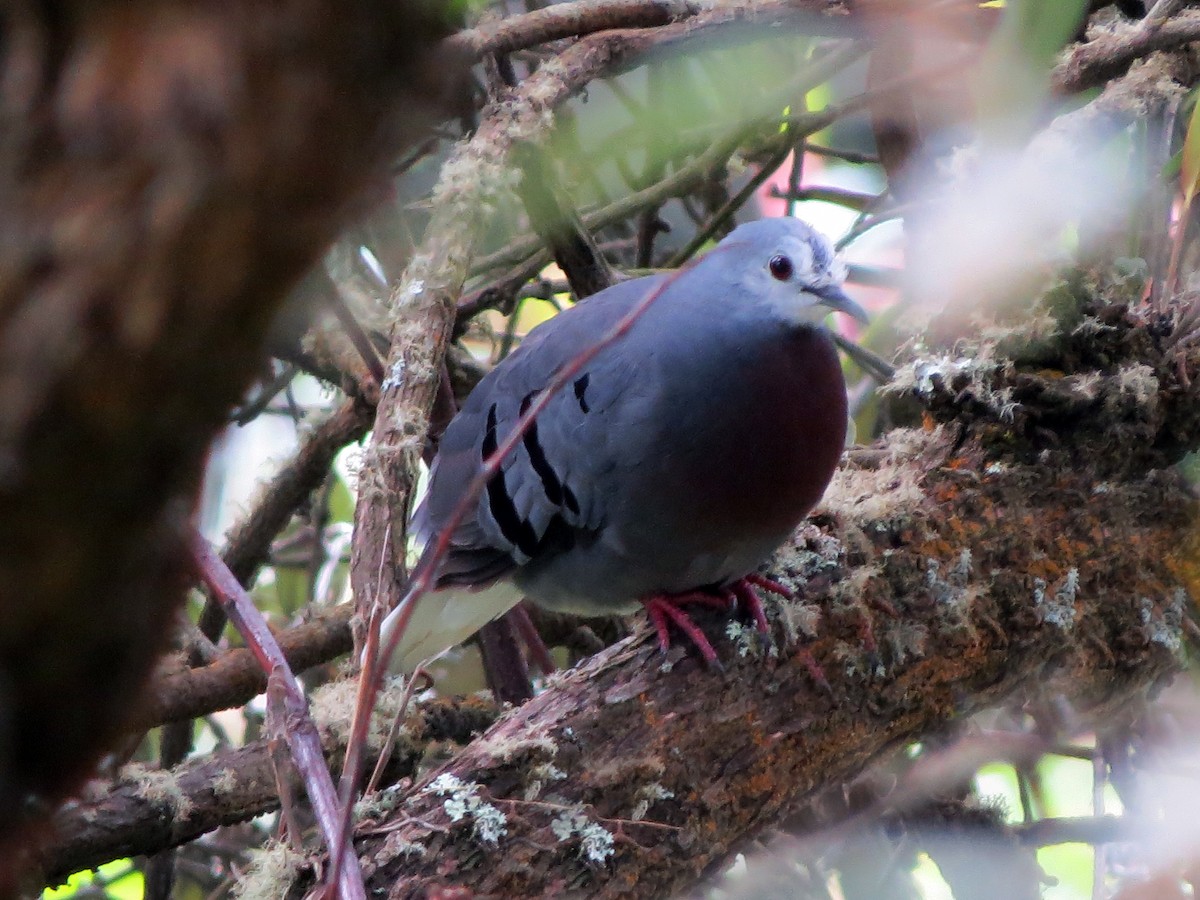 Maroon-chested Ground Dove - ML62090031