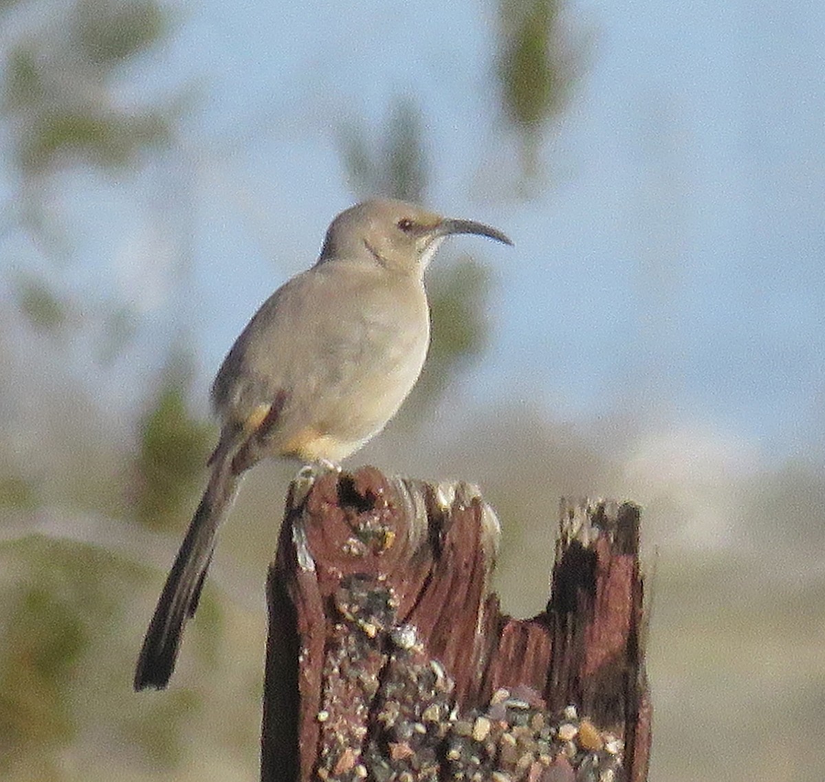 eBird Checklist - 20 Dec 2015 - Baseline Rd & Salome Hwy Thrasher spot ...