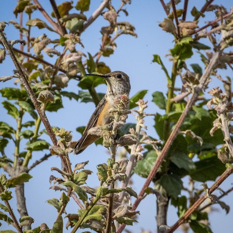 Allen's Hummingbird - James Kendall