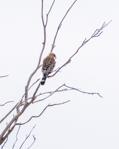 Red-shouldered Hawk - James Kendall