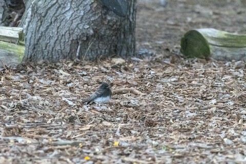 Black Phoebe - James Kendall