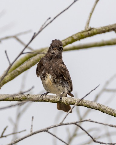 Black Phoebe - James Kendall