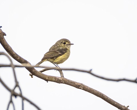 Hutton's Vireo - James Kendall