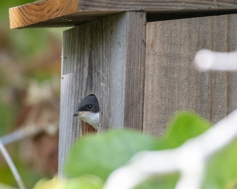 Tree Swallow - James Kendall