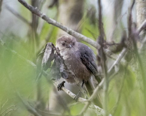 Bushtit - James Kendall