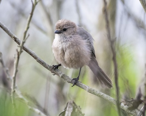 Bushtit - James Kendall