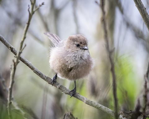 Bushtit - James Kendall